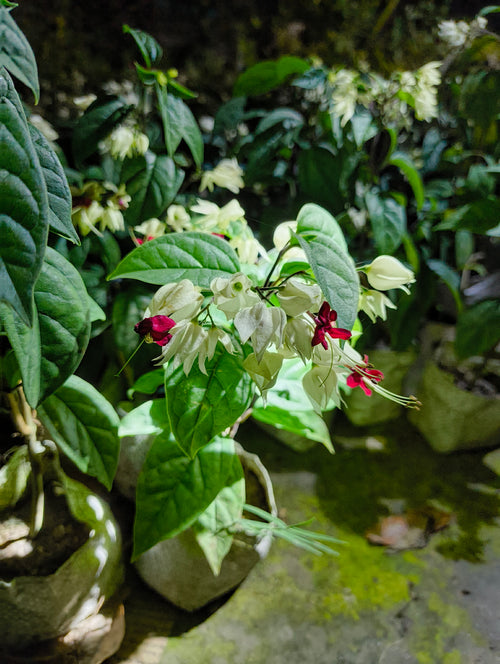 Bleeding Heart Flower Plant (Live)