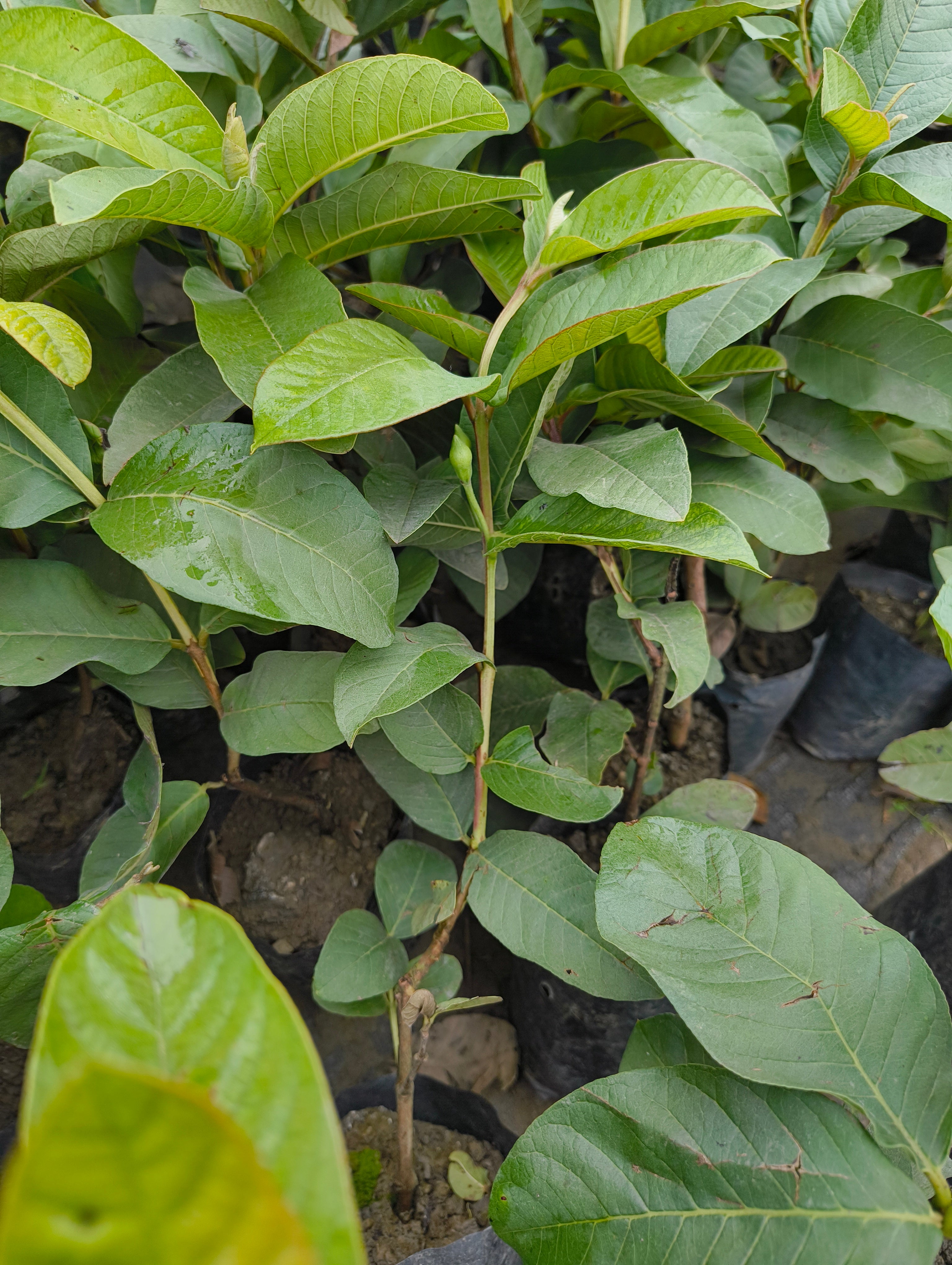 Live Hybrid Guava Fruit Plant (Pink Guava) – Healthy Nursery Grown Peyara/Amrood Plant