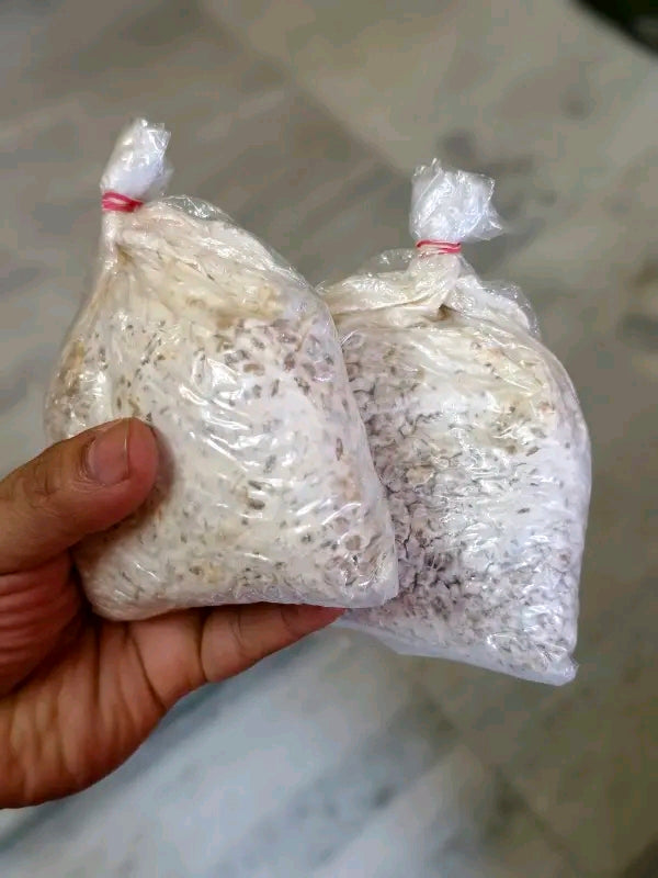 Premium Oyster Mushroom Seeds (Spawn) – Fresh & High Yield | GachhMela