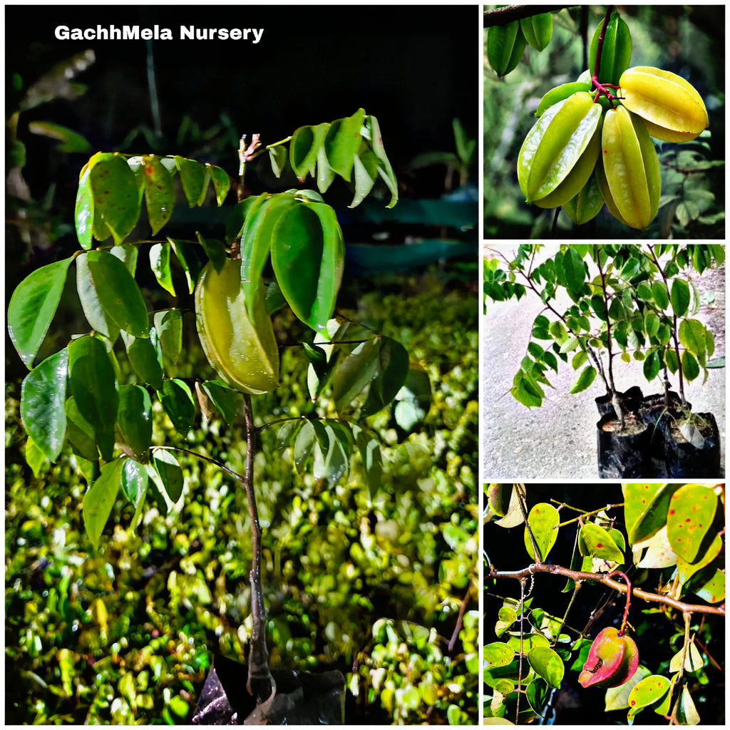 Premium Hybrid Star Fruit Plant (Carambola) – Live Fruit Bearing Plant