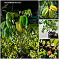 Premium Hybrid Star Fruit Plant (Carambola) – Live Fruit Bearing Plant
