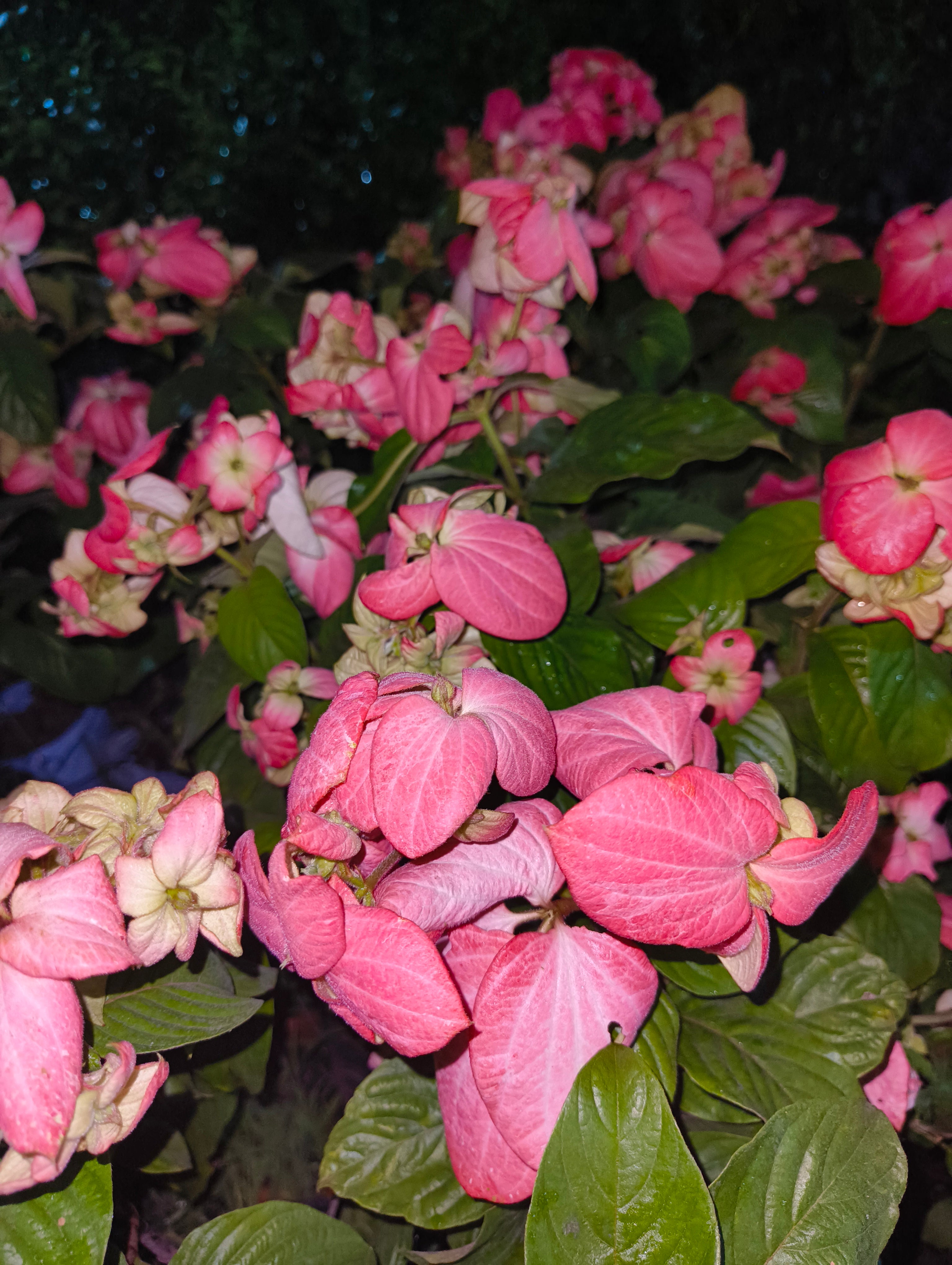 Mussaenda Pink Live Plant | Exotic Flowering Plant for Home Garden, Balcony & Outdoor Decoration