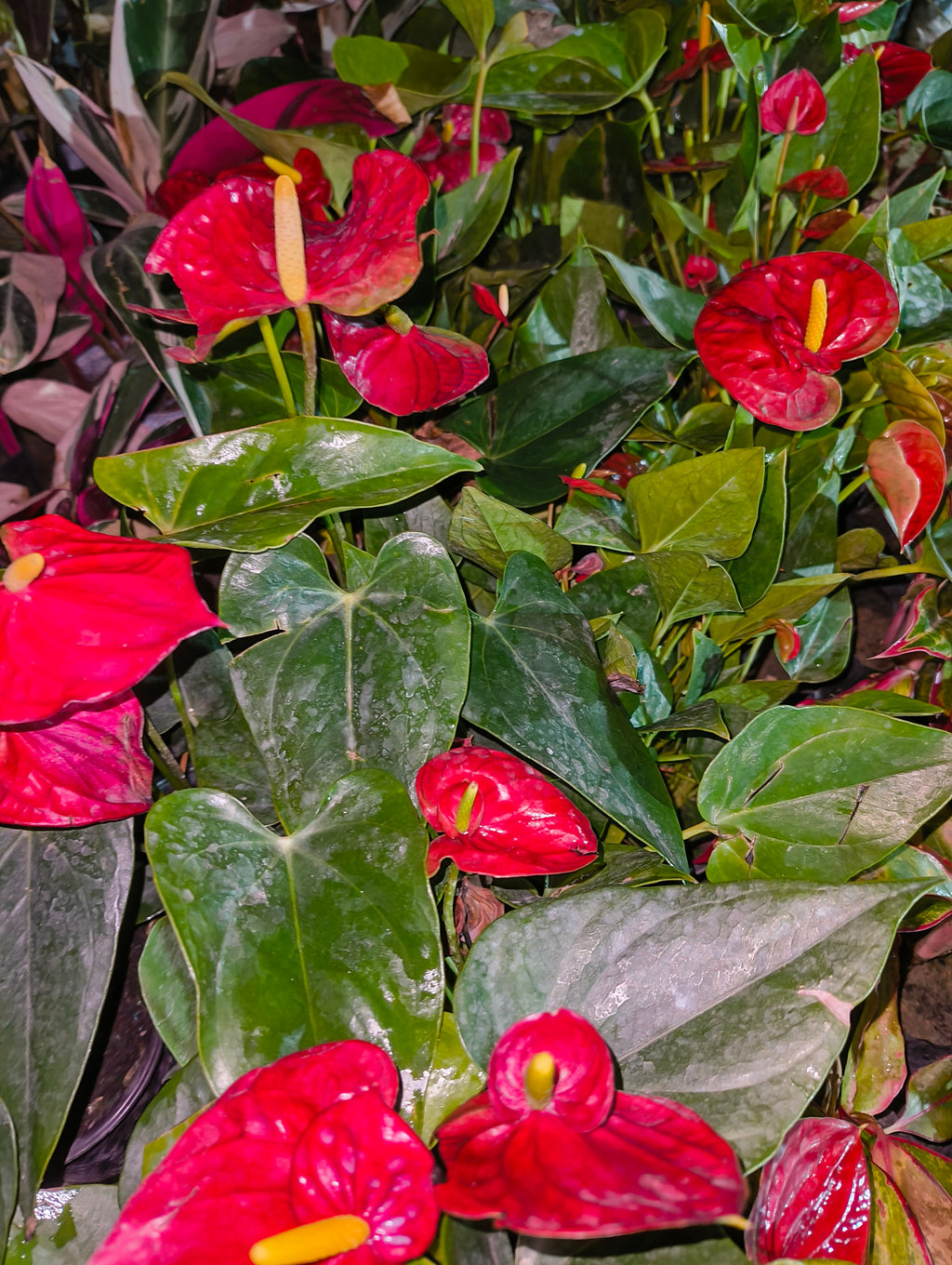 Red Anthurium Flower Plant (Live Indoor Plant)