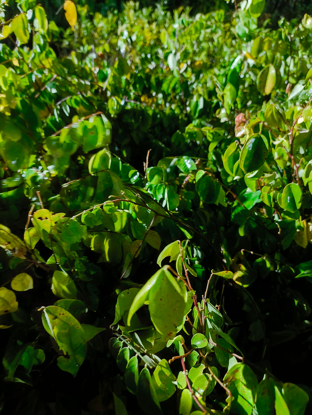 Premium Hybrid Star Fruit Plant (Carambola) – Live Fruit Bearing Plant