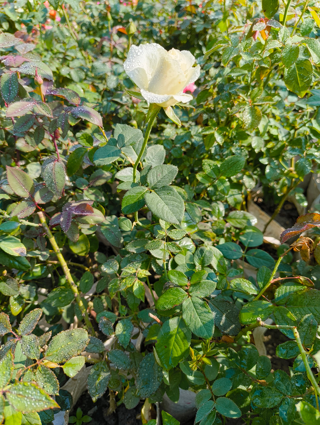 White Rose Live Plant | Gulaab Flower Plant for Home Garden & Balcony