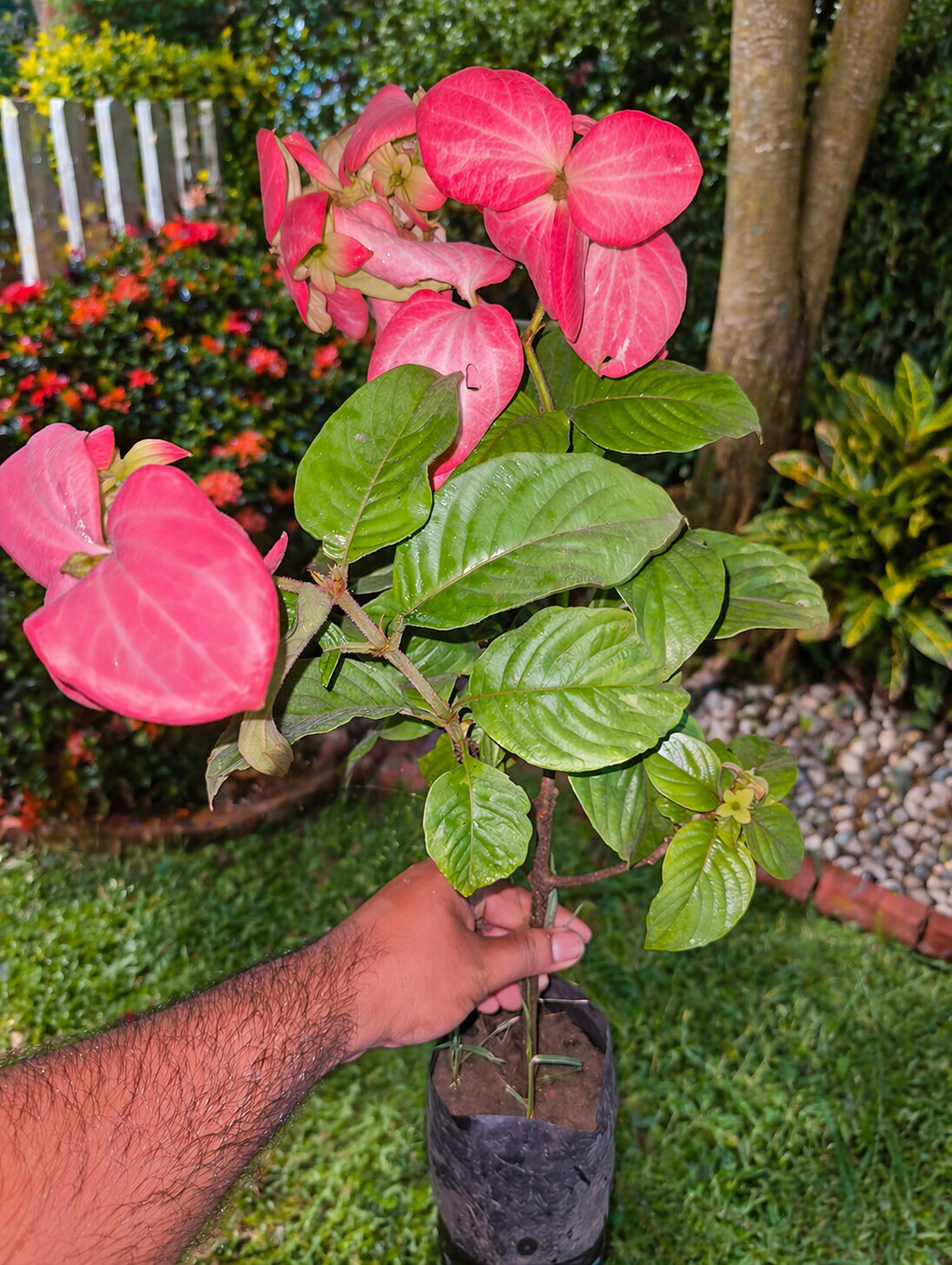 Mussaenda Pink Live Plant | Exotic Flowering Plant for Home Garden, Balcony & Outdoor Decoration