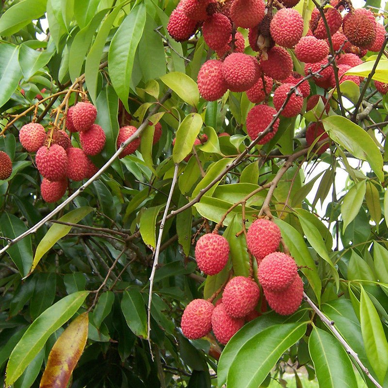 Hybrid Seedless Litchi Live Plant | Grafted Sweet Litchi Fruit Plant