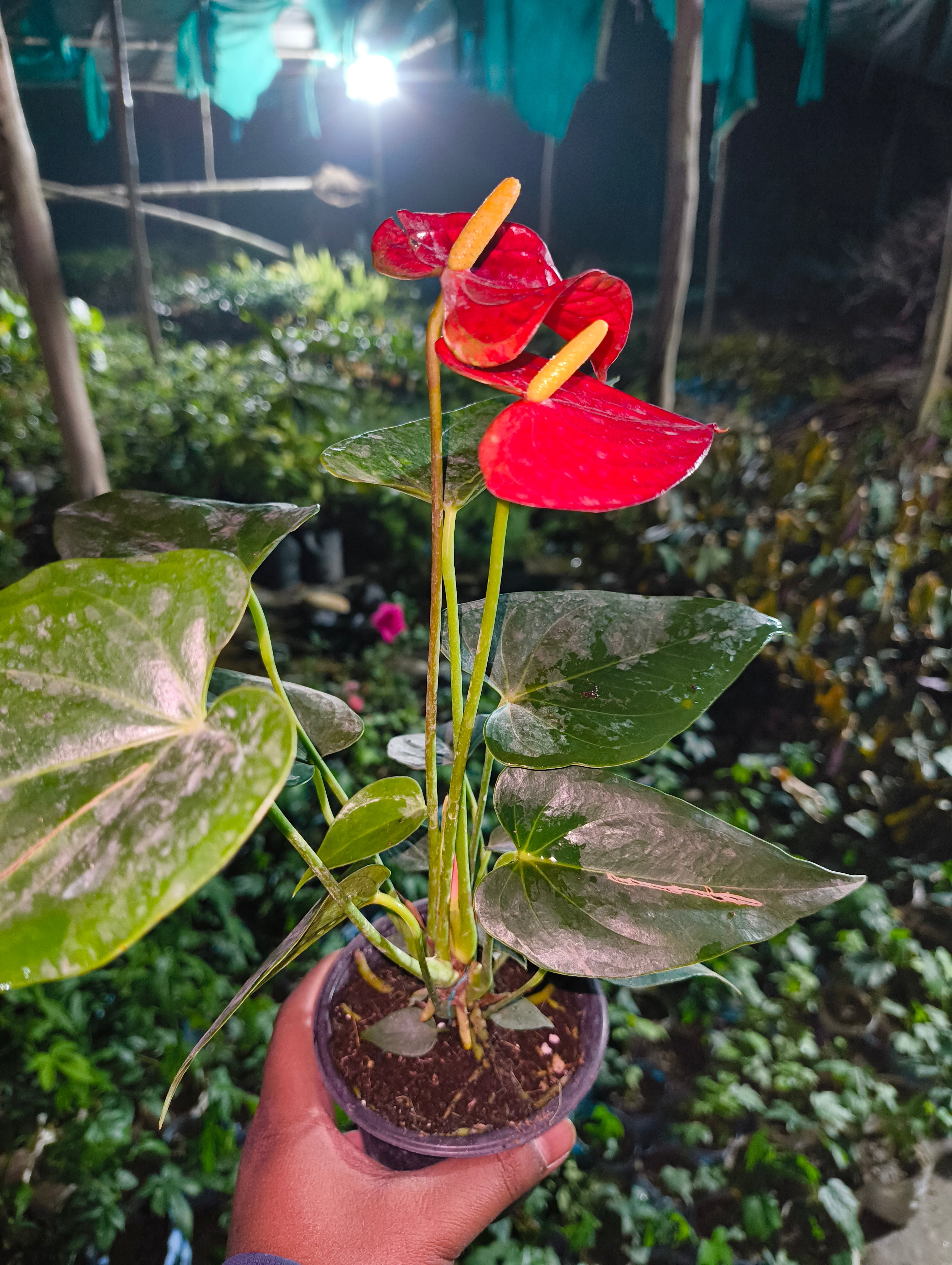 Red Anthurium Flower Plant (Live Indoor Plant)