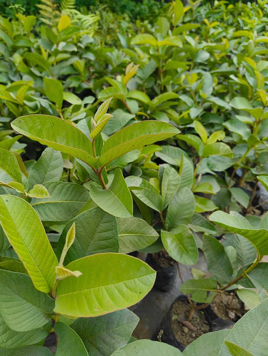 Live Hybrid Guava Fruit Plant (Pink Guava) – Healthy Nursery Grown Peyara/Amrood Plant