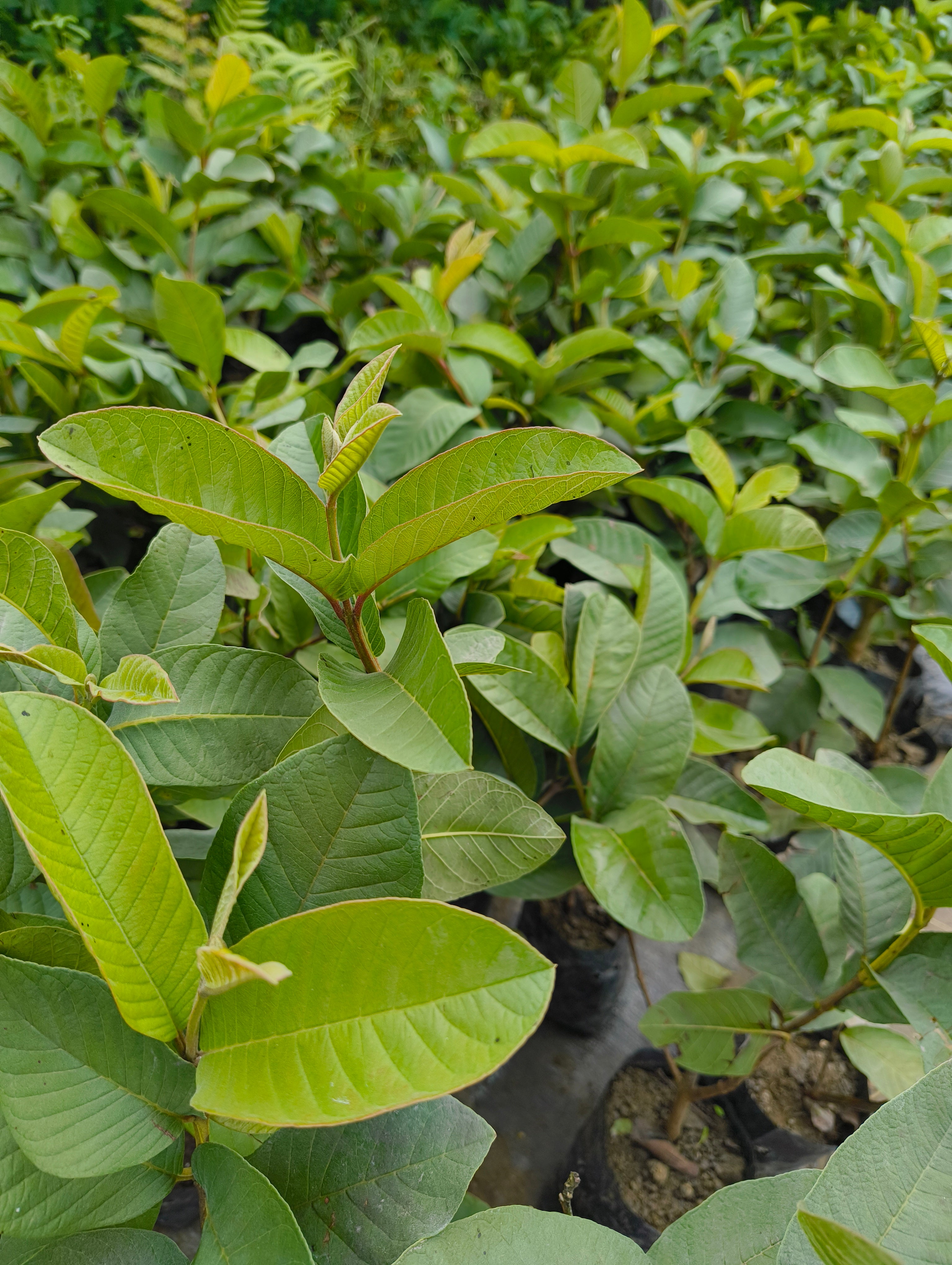 Live Hybrid Guava Fruit Plant (Pink Guava) – Healthy Nursery Grown Peyara/Amrood Plant