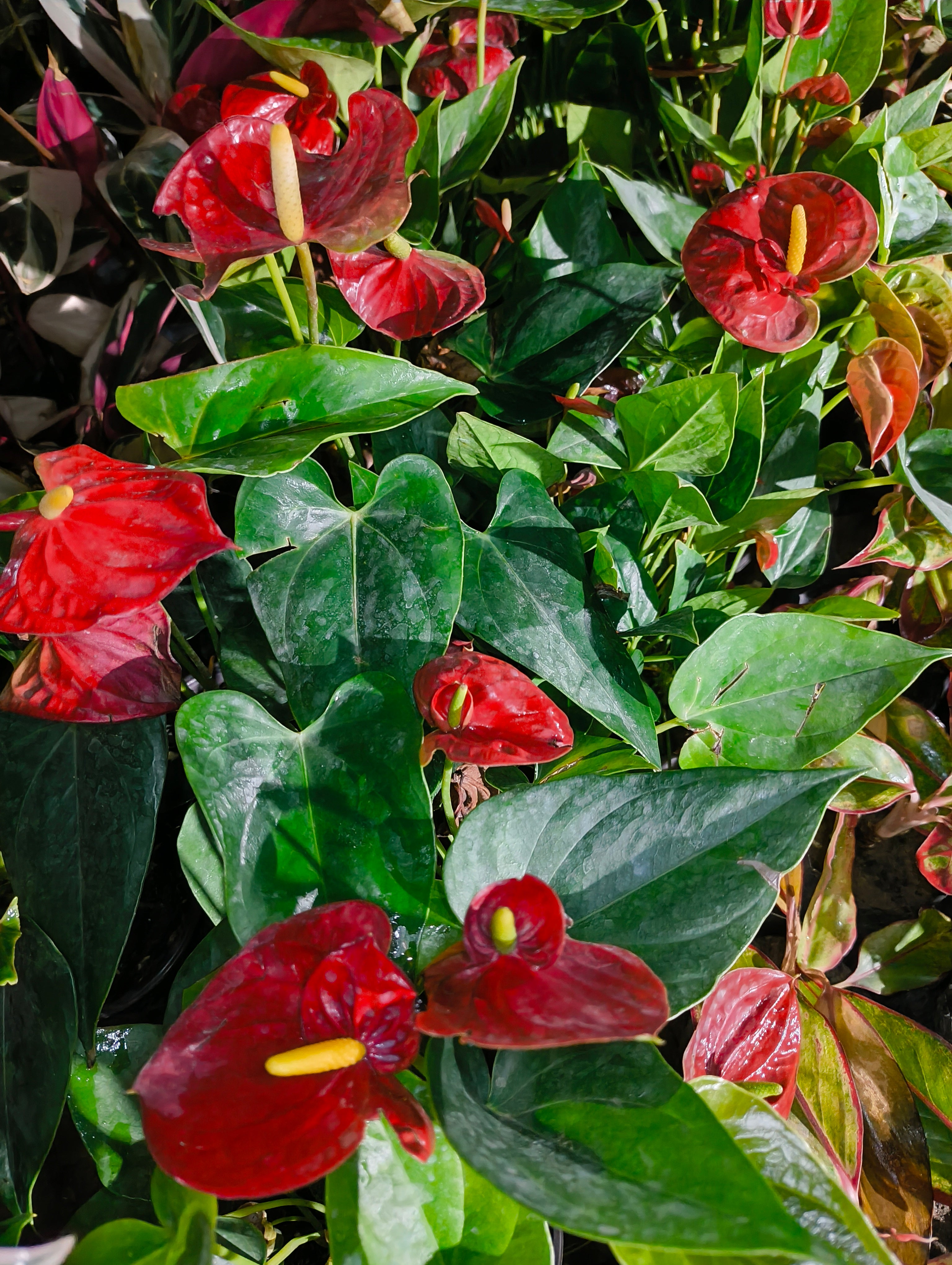 Red Anthurium Flower Plant (Live Indoor Plant)