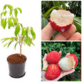 Hybrid Seedless Litchi Live Plant | Grafted Sweet Litchi Fruit Plant