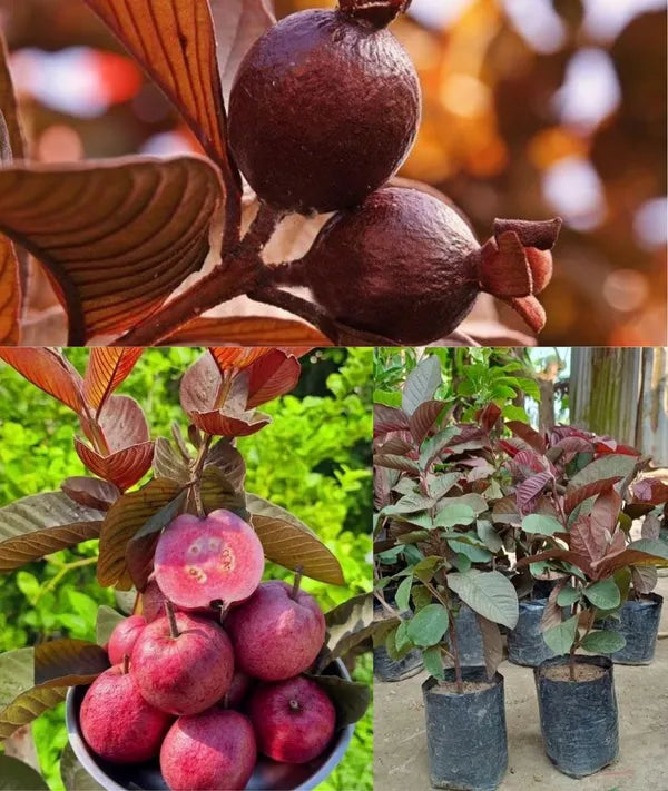 Live Black Diamond Red Guava Plant | Grafted Fruit Plant for Home Garden