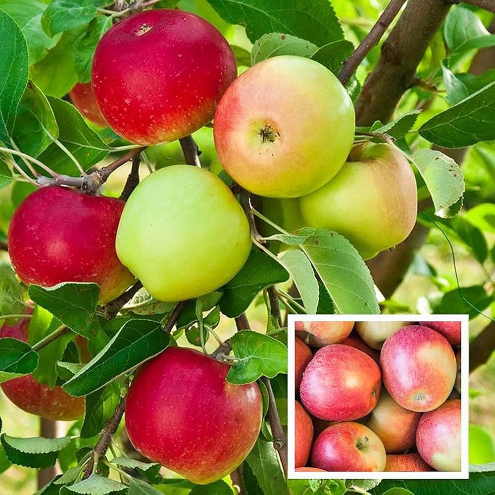 HRMN-99 Low Chilling Apple Live Fruit Plant | Grafted Hybrid Apple Plant for Home & Garden