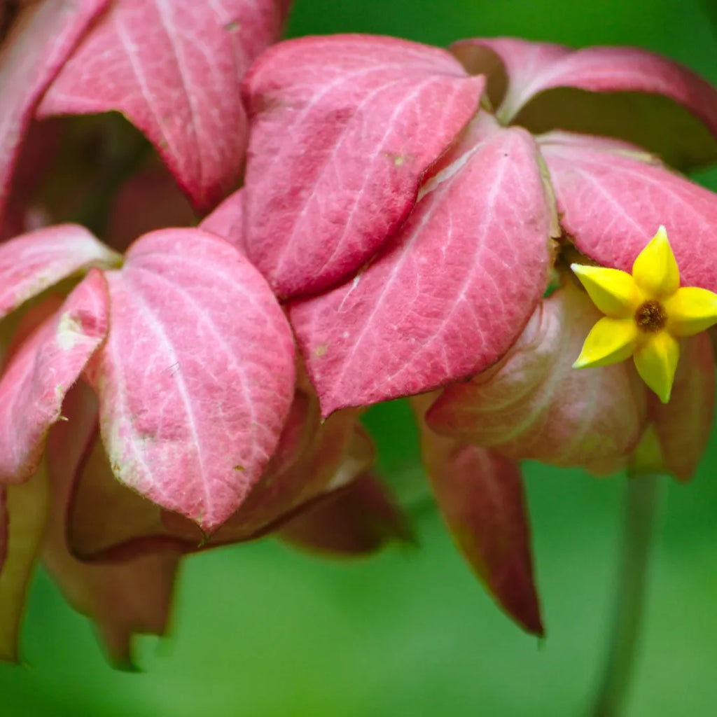 Mussaenda Pink Live Plant | Exotic Flowering Plant for Home Garden, Balcony & Outdoor Decoration