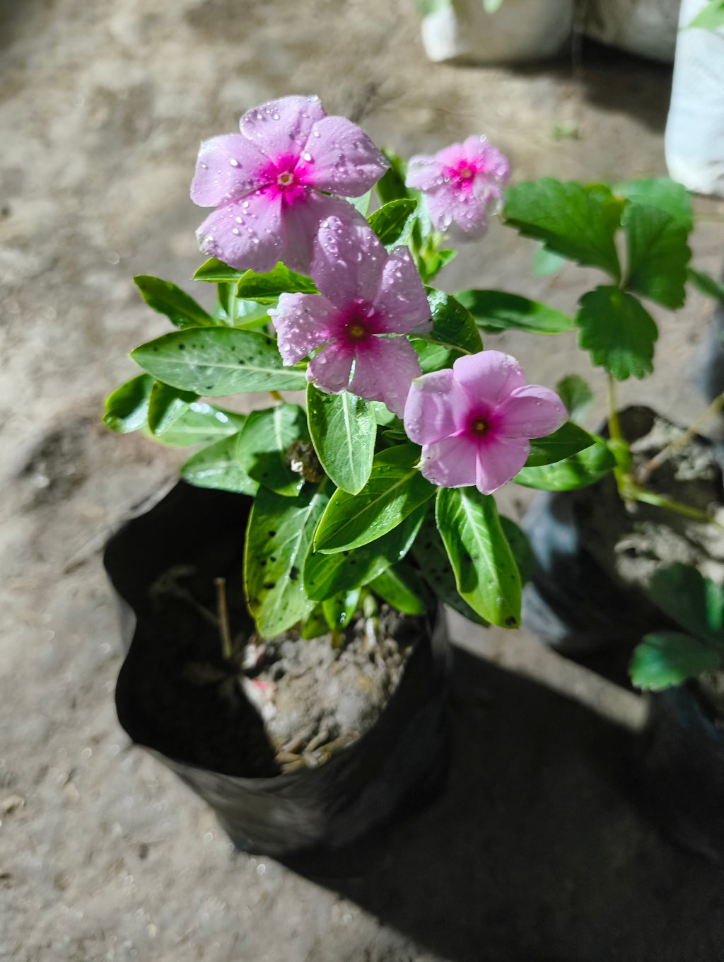 Live Pink Sadabahar (Nayan Tara) Flowering Plant | Periwinkle | All Season Flower Plant