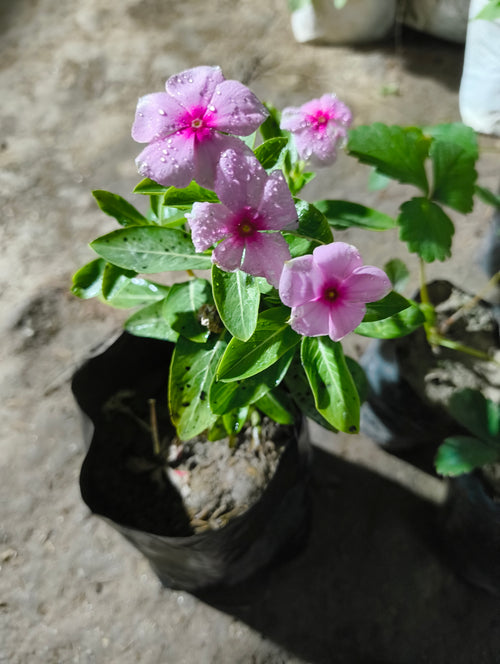 Live Pink Sadabahar (Nayan Tara) Flowering Plant | Periwinkle | All Season Flower Plant