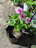 Live Pink Sadabahar (Nayan Tara) Flowering Plant | Periwinkle | All Season Flower Plant