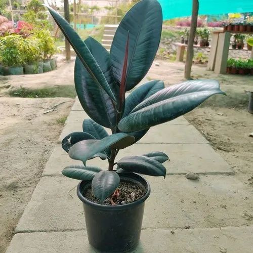 Rubber Plant Live Indoor Plant (Ficus Elastica) – Air Purifying Home & Office Plant