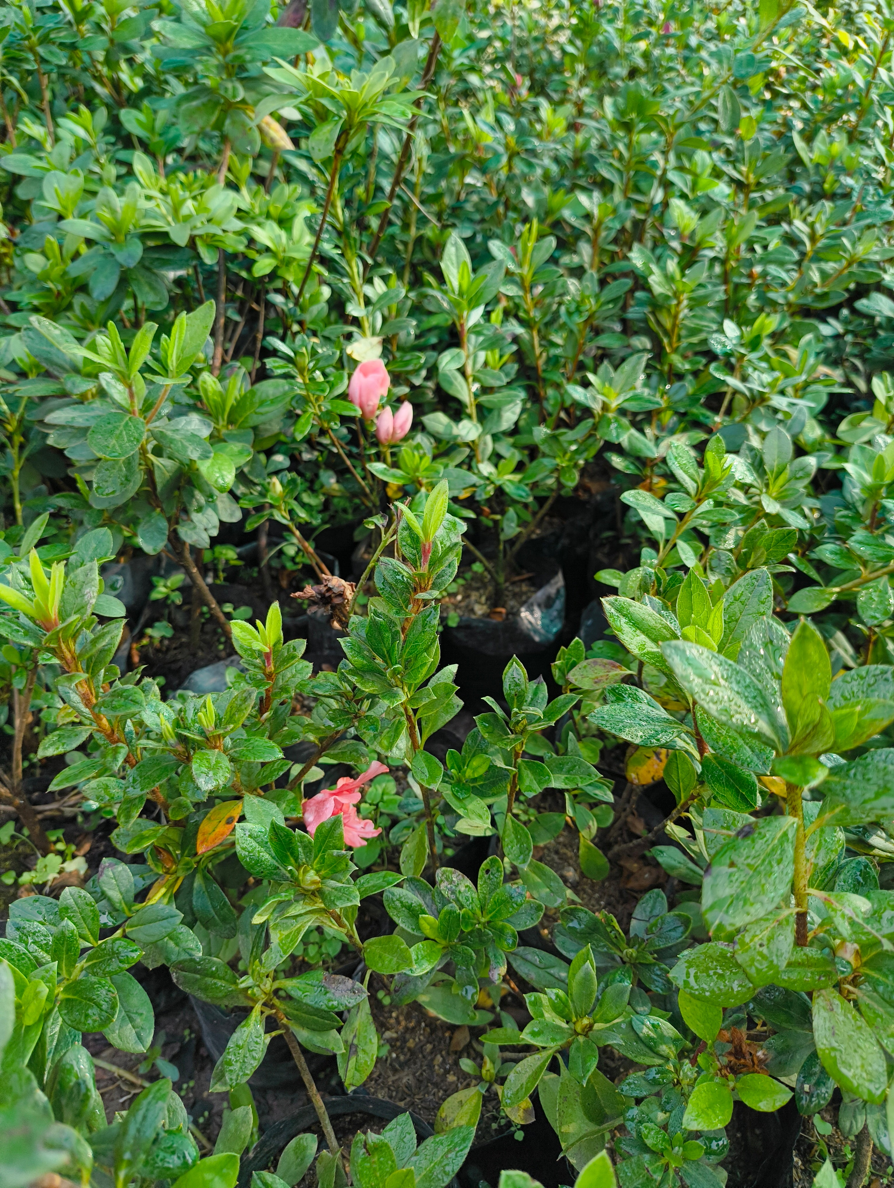 Pink Azalea Flower Plant (Live & Blooming)
