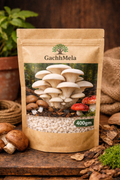 Premium Oyster Mushroom Seeds (Spawn) – Fresh & High Yield | GachhMela