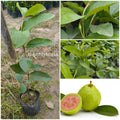 Live Hybrid Guava Fruit Plant (Pink Guava) – Healthy Nursery Grown Peyara/Amrood Plant