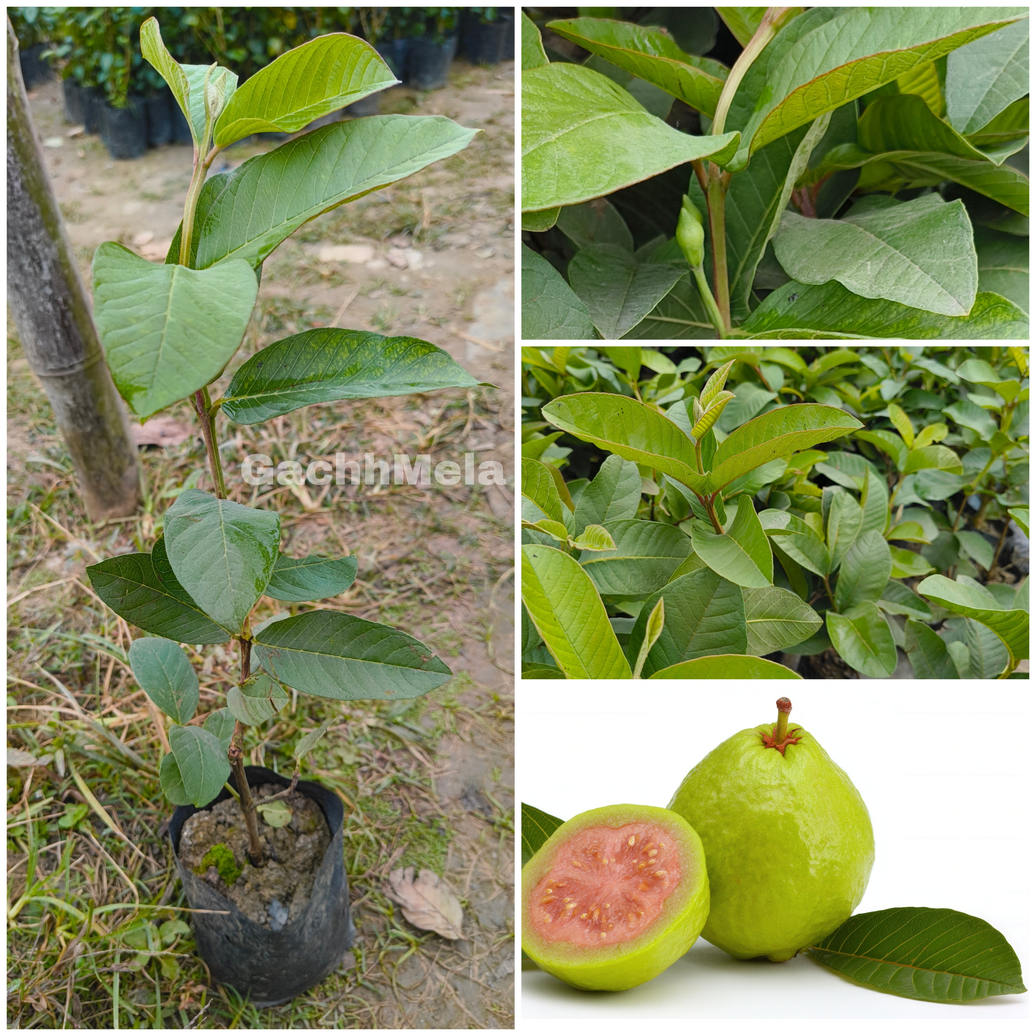 Live Hybrid Guava Fruit Plant (Pink Guava) – Healthy Nursery Grown Peyara/Amrood Plant