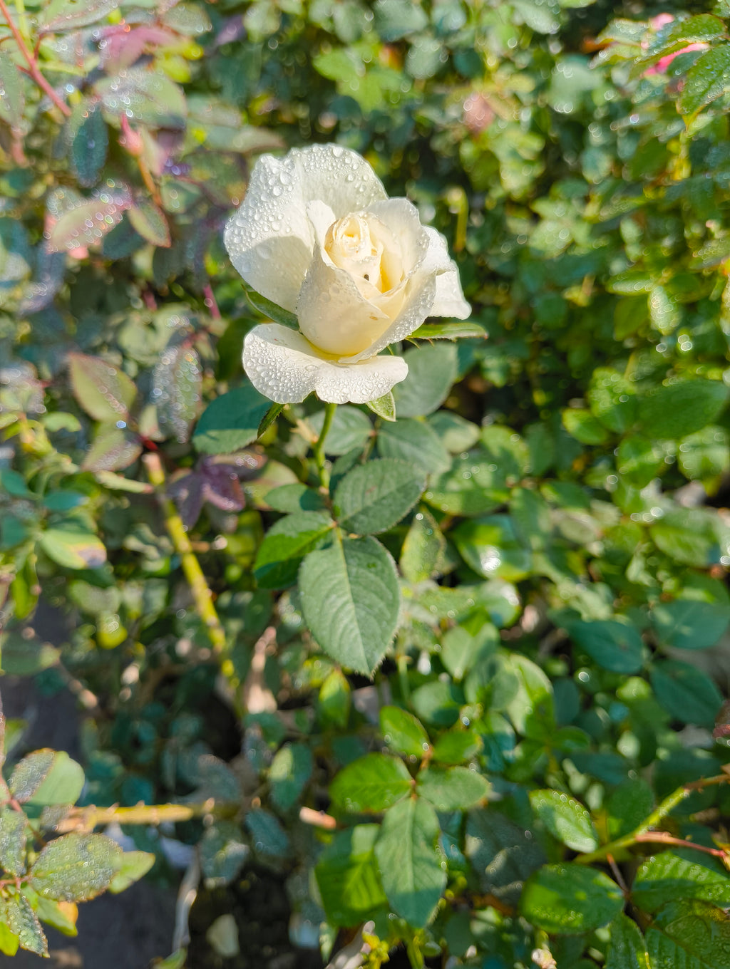 White Rose Live Plant | Gulaab Flower Plant for Home Garden & Balcony