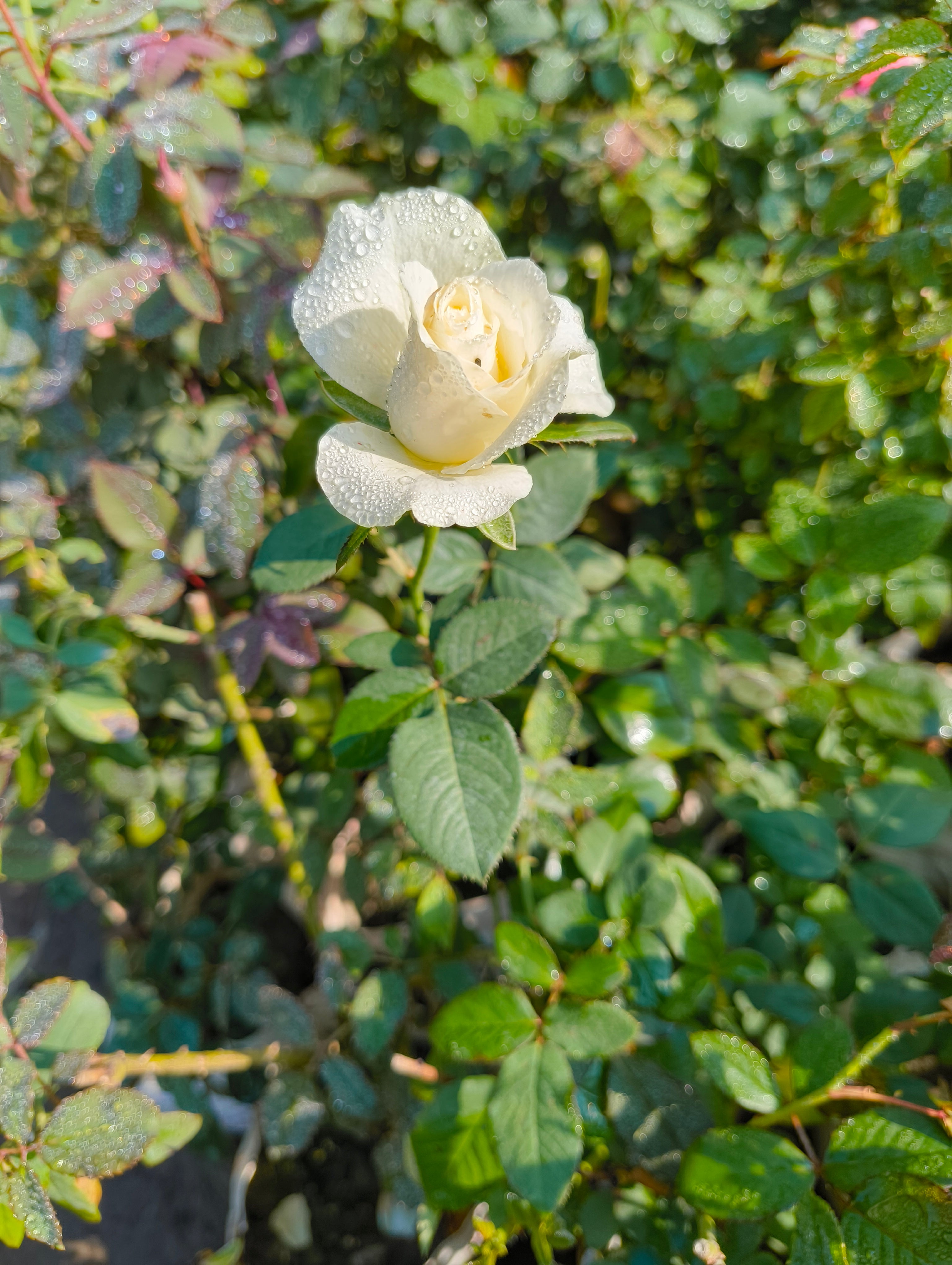 White Rose Live Plant | Gulaab Flower Plant for Home Garden & Balcony