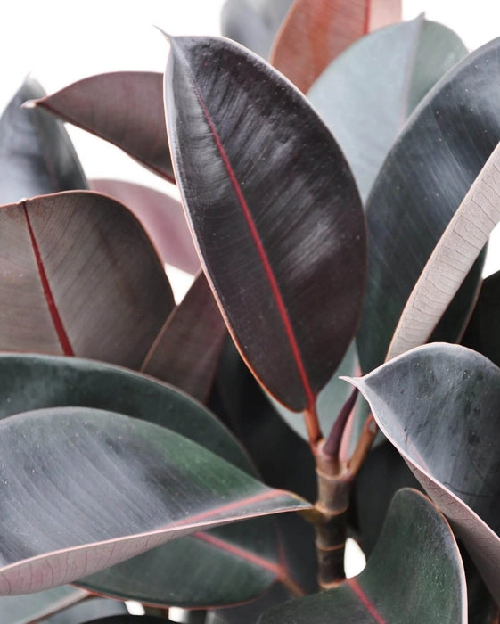 Rubber Plant Live Indoor Plant (Ficus Elastica) – Air Purifying Home & Office Plant