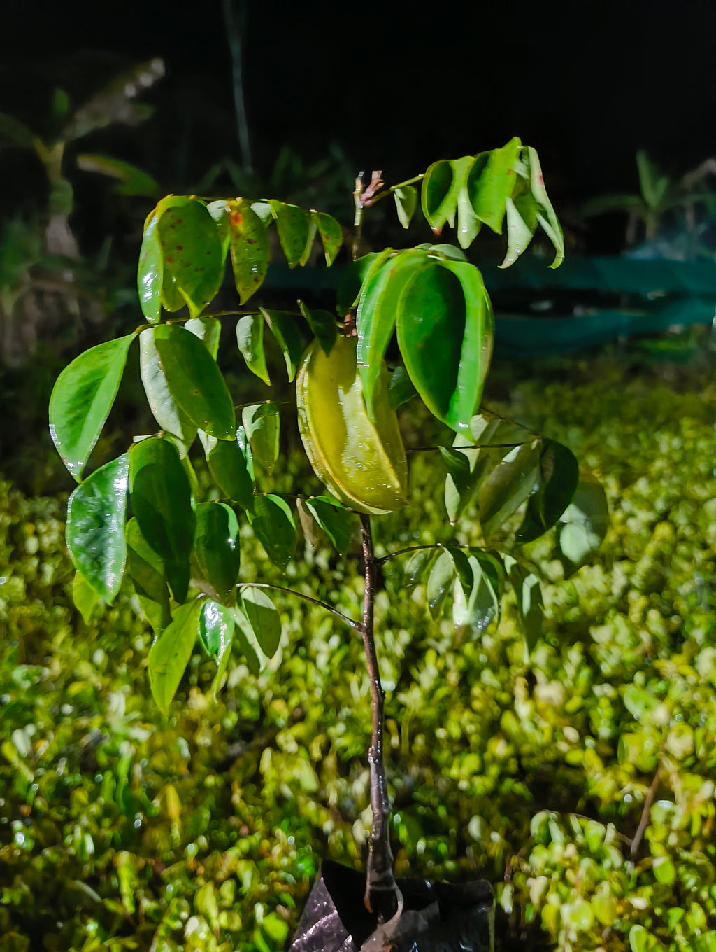 Premium Hybrid Star Fruit Plant (Carambola) – Live Fruit Bearing Plant
