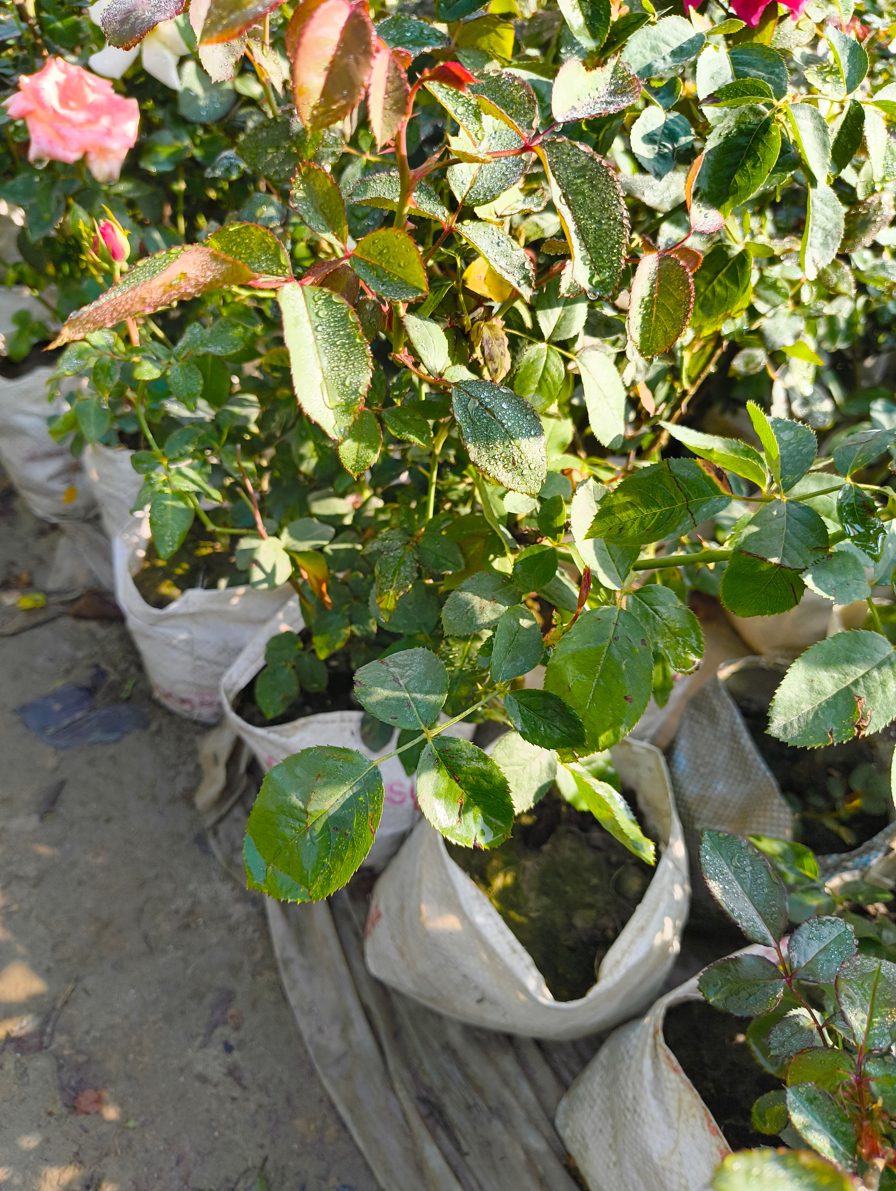 White Rose Live Plant | Gulaab Flower Plant for Home Garden & Balcony