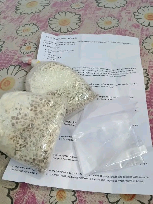 Premium Oyster Mushroom Seeds (Spawn) – Fresh & High Yield | GachhMela