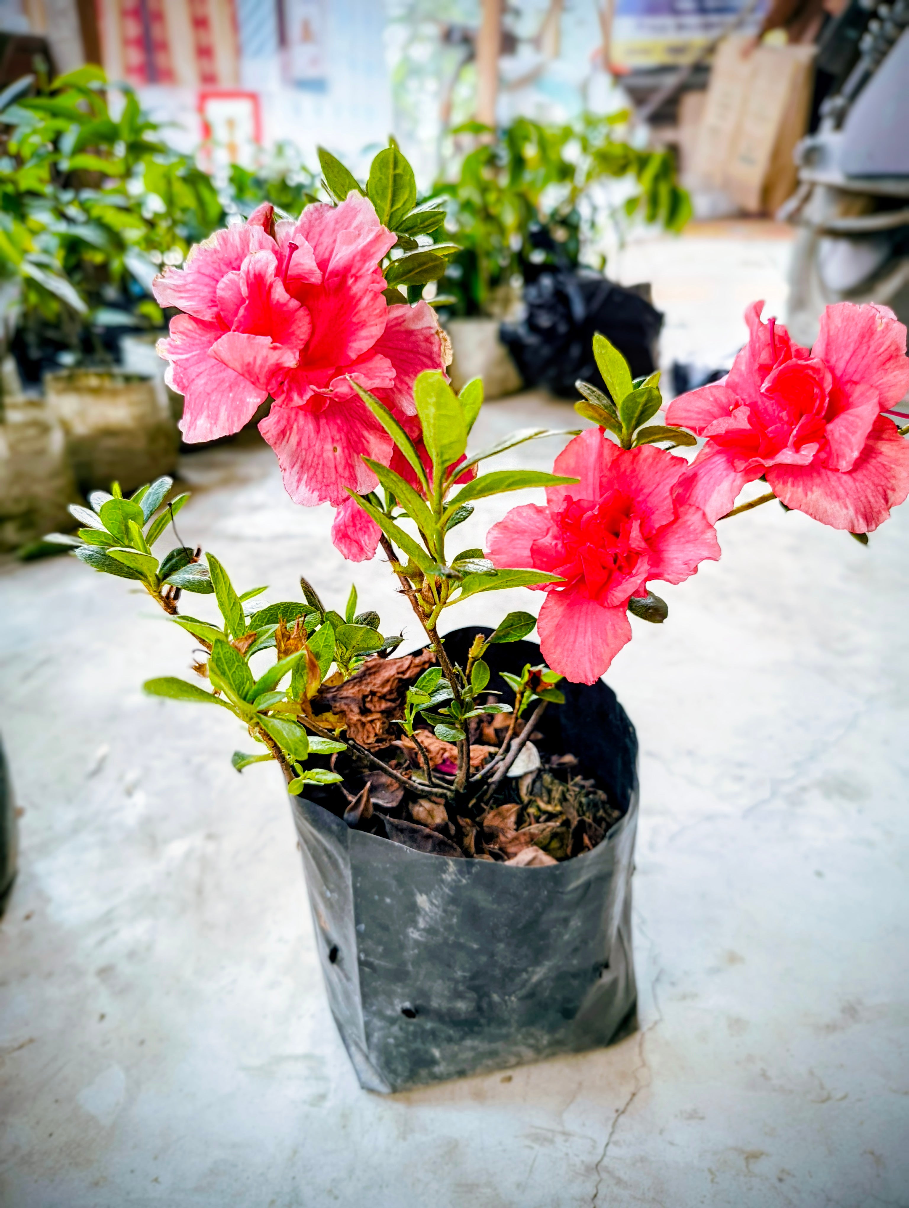 Pink Azalea Flower Plant (Live & Blooming)