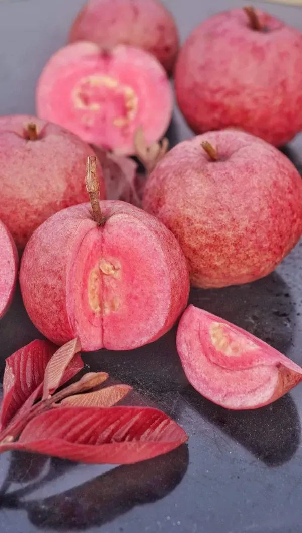 Live Black Diamond Red Guava Plant | Grafted Fruit Plant for Home Garden