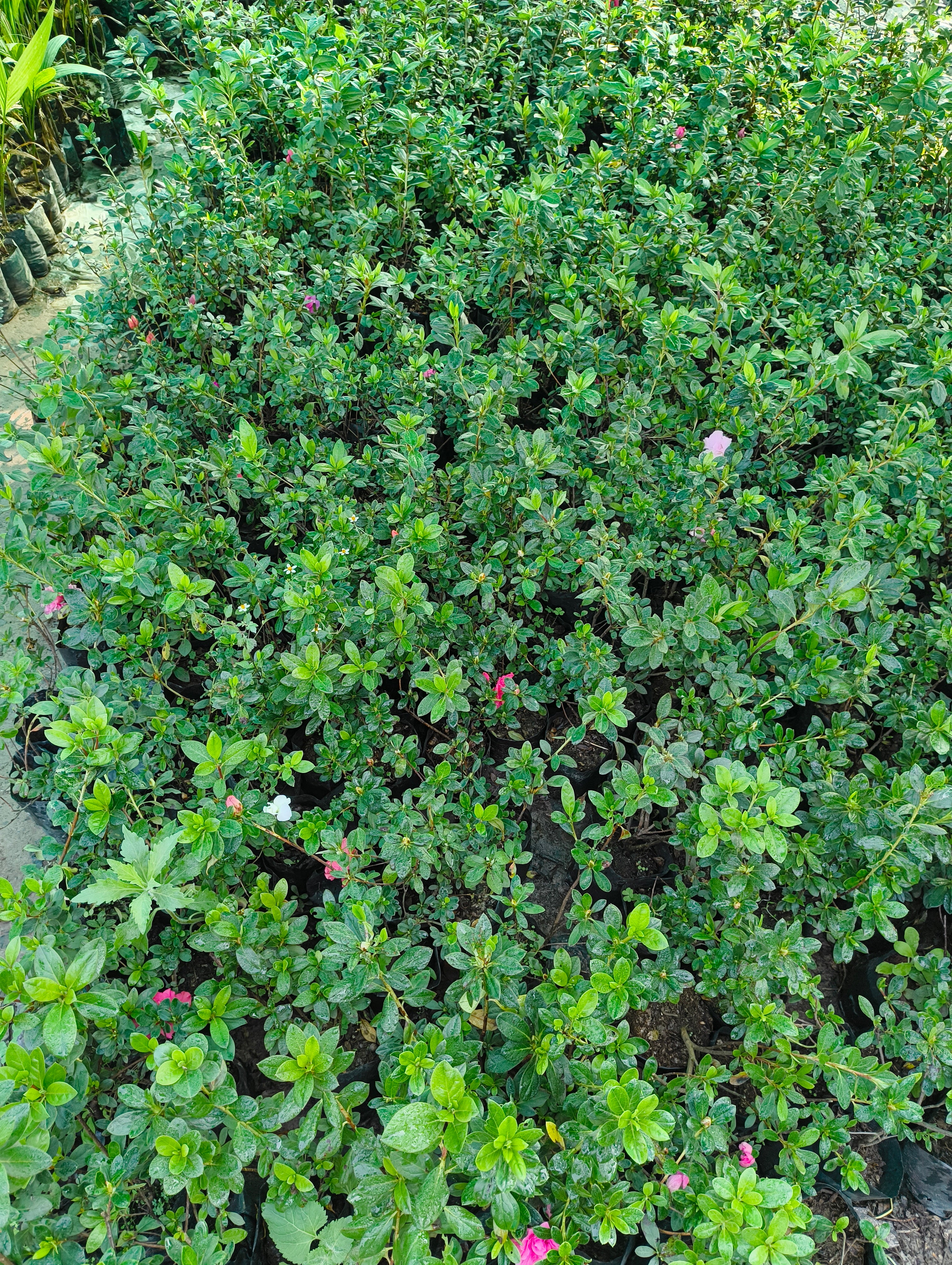 Pink Azalea Flower Plant (Live & Blooming)