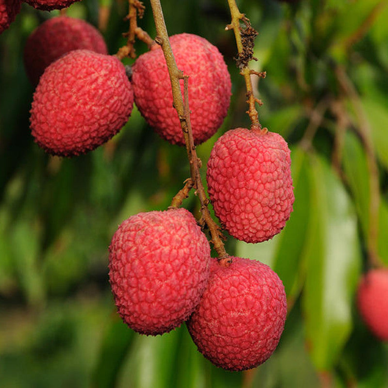 Hybrid Seedless Litchi Live Plant | Grafted Sweet Litchi Fruit Plant