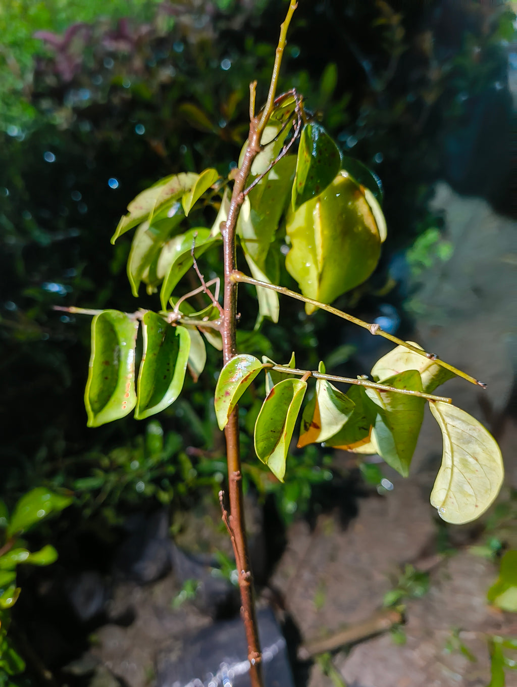 Premium Hybrid Star Fruit Plant (Carambola) – Live Fruit Bearing Plant