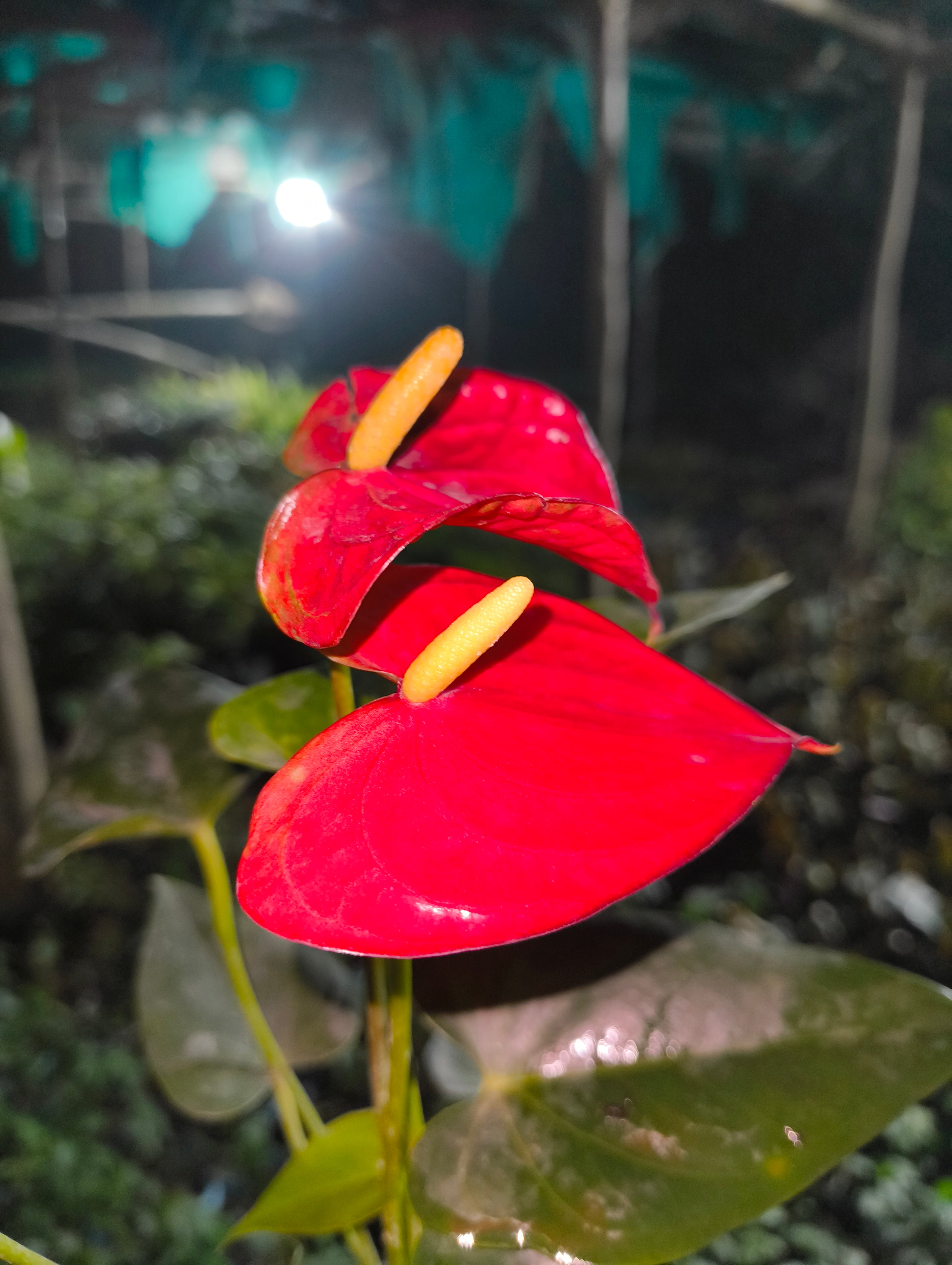 Red Anthurium Flower Plant (Live Indoor Plant)