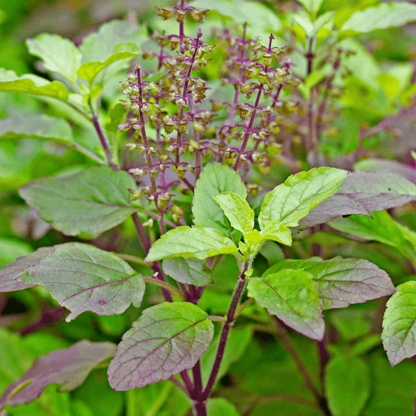 Live Tulsi Plant (Holy Basil) – Healthy Medicinal & Auspicious Plant for Home & Garden