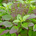 Live Tulsi Plant (Holy Basil) – Healthy Medicinal & Auspicious Plant for Home & Garden